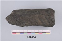 藏品(蕨化石)的圖片